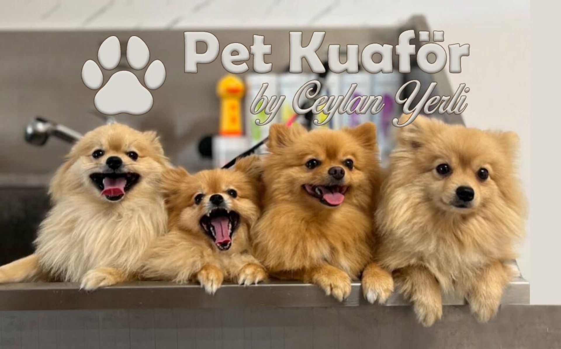 Fethiye Pet Kuaför Ceylan Yerli